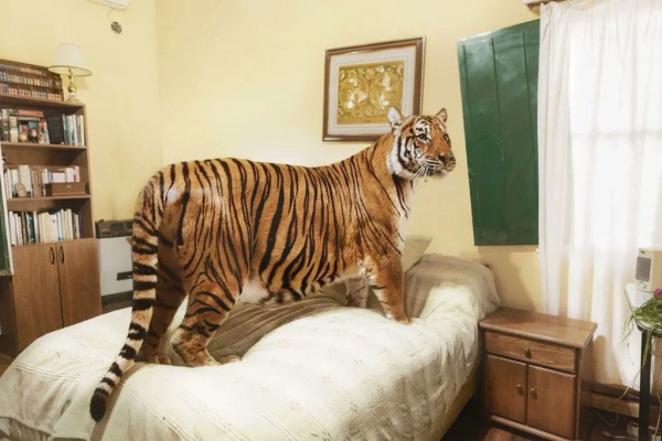 a tiger standing on a double bed in a beige bedroom