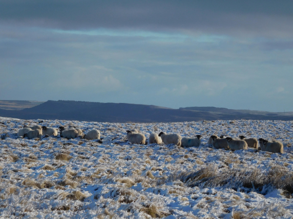 Colour photograph of a stretch of snowy ground, with a line of white sheep across the middle of the frame. Shadowy hills rise in the background, and the sky is a pale blue with clouds.