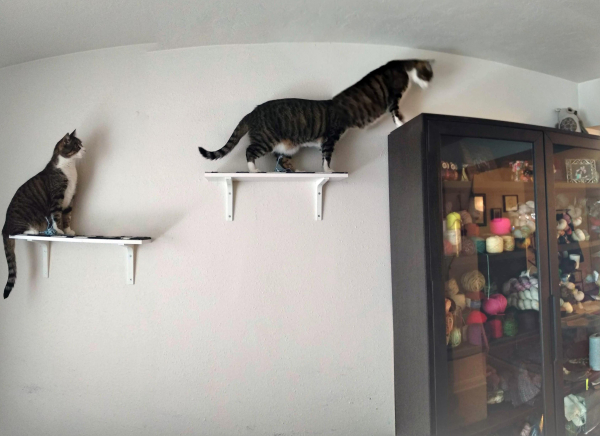 A cat walking on wall mounted shelves appears three times in the photo because the camera was in  panorama mode panning the same direction the cat was walking.