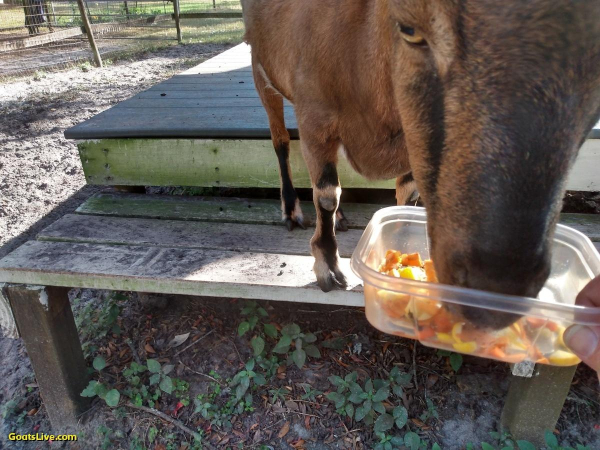 A brown goat has her snout pressed into a plastic container filled with chopped carrot and yellow squash. She's standing on a bench that is in front of a deck surrounding an old oak tree