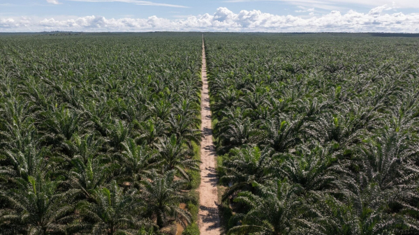 A palm oil company, a group of U.S. venture capitalists, and the destruction of Peru’s rainforest