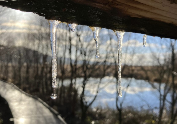 Photo of little icicles on the wooden overhang of a roof, in the out-of-focus background is a wetland - pond, edged with reeds and spindly trees - through which a boardwalk runs. The sky is blue with fluffy white clouds. The low sun sparkles on the icicles, showing up little air bubbles trapped in the ice. A drop of meltwater falls from the icicle on the left.