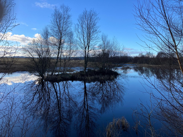 Landscape photo of a wetland pond framed by bare branches of birch trees. Trees also stand on a small island in the middle. The blue sky reflects on the icy, still water. It looks cold! 