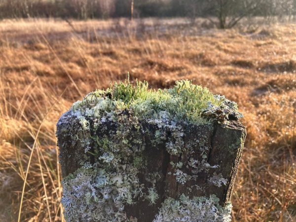 Photo of a fence post covered with all manner of lichen - grey and scaly on the face and more green and tufty on the top. Tussocks of golden-brown grasses behind.