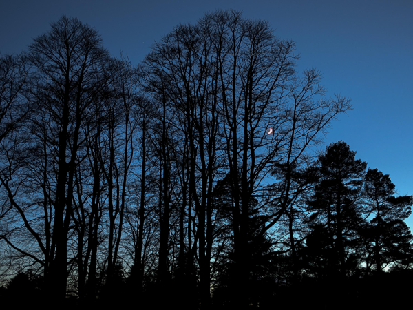 Colour photograph of a copse of trees, some deciduous, some pines, silhouetted against a deep blue evening sky. The moon and venus are just visible through the branches.