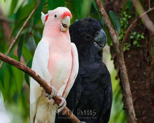 A pink cockatoo and red tailed black cockatoo share a branch. The black cockatoo is leaning on the pink one slightly.