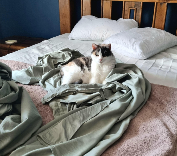 A green sheet on a bed which is waiting to be made. A calico cat is in the middle of the rumpled sheet, having made a nest for herself. She has her head up, looking straight at me, daring me to move her to make the bed