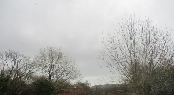 Various trees across my garden and the wood, with various birds sitting in them.