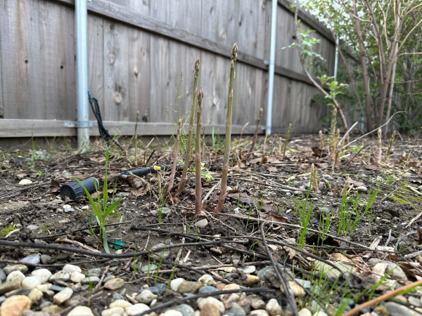 Young asparagus spears growing in a garden bed amidst scattered rocks, next to a wooden fence. Small green sprouts and a drip hose are visible in the background.