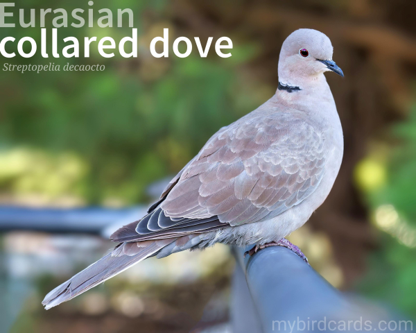 🌍🌏 Eurasian collared dove (Streptopelia decaocto) 

The Eurasian collared dove, or simply Collared dove, is a medium-sized bird belonging to the dove and pigeon family. It has a distinct black collar around the back of its neck, which gives it its name. This dove has a pale grayish-brown plumage with a lighter colour on its belly. It has a long, tapered tail and a relatively slender body. Eurasian collared doves are known for their soft cooing calls and are commonly found in urban and suburban areas across Eurasia and northern Africa. They are adaptable birds and are known to thrive in a variety of habitats, including parks, gardens, and agricultural areas. GPT-3.5 (Edited)

Conservation status: Least Concern (IUCN 3.1) 

📷: Photo by Chris_Mars via Pixabay

ZKPH