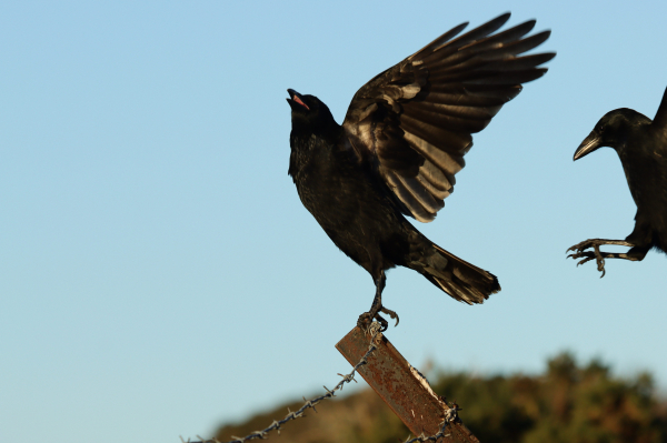 A crow which was perched on a metal fence post taking flight as another crow flies in from the right 