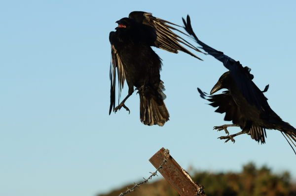 Both crows mid-air as the second crow aims for the fence post