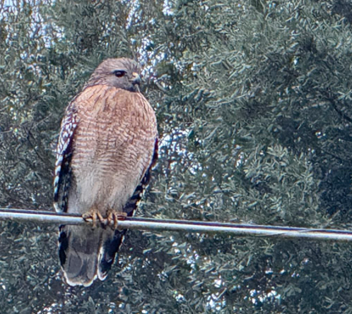 red-shouldered hawk