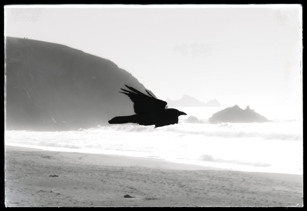 Honestly, I am not a bird photographer.

I was trying to photograph the misty sea stacks and shoreline on the Pacifica coast and this raven flew into the frame. With no expectation that it would be in focus because Pentax cameras suck at focusing, I pushed the shutter. And to my surprise, the bird was in focus. Huzzah.

Anyway, here is the silhouette of a large raven, wings raised high, hauling ass along the beach, full throttle, in front of a misty, blown-out backdrop of wet stuff.

End of story.