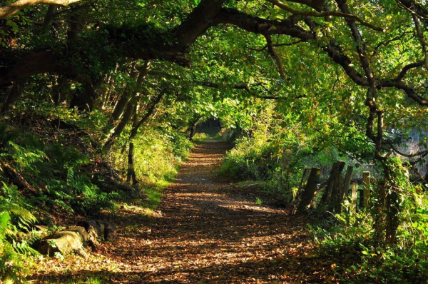 A woodland path overarched and surrounded on both sides by trees, plants and grass.