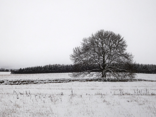 Colour photograph, although it looks like a black-and-white, of a snowy field in the foreground. There is a large winter oak tree to the right of the frame. A copse of evergreen trees lines the horizon. The sky is a blank snowy white.