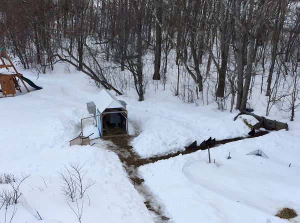 Different year, same chickens, another series of snow channels. Always important to give the chickens access to the compost pile so they can stir it up and aerate it for you. No need for access to playground set, they are all business and will not take time out to swing or slide. 