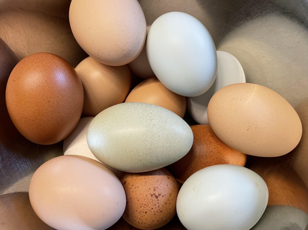 Lots of colorful eggs in a big bowl: blue, brown, green, buff, and different sizes and shapes, too. 