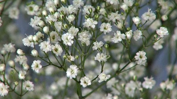 A photo of baby's breath, the tiny white perennial flower.