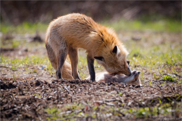 Picture of a Fox