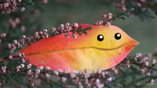 A photo of a bright red-orange leaf with a yellow stripe diagonally across it. It is wedged into the branches of a heather plant with small dusky pink flowers and dark leaves, against a blurred dark green backdrop. I have drawn two eyes on the right hand side of the leaf, and curved the stem slightly underneath them to turn it into a smile. It looks a bit fishy (as in like a fish, rather than suspicious). A gold fish no less. The leaf really is a spectacularly bright one.