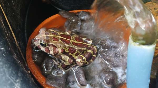 A leopard toad sitting in a small ceramic container filled with filter floss.  Water flows from a pipe on the right of the picture. The toad is pale greenish brown with a pattern of brick red blots that forma  leopard-like pattern. It's eyes look relaxed and contented. 