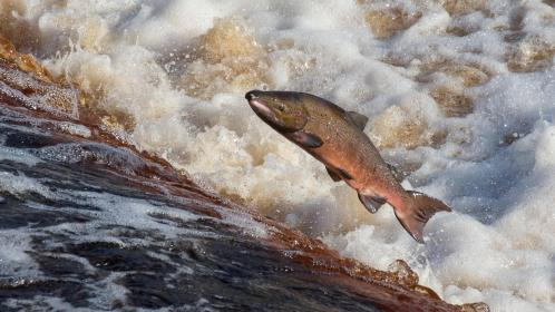 Photo: an Atlantic Salmon,