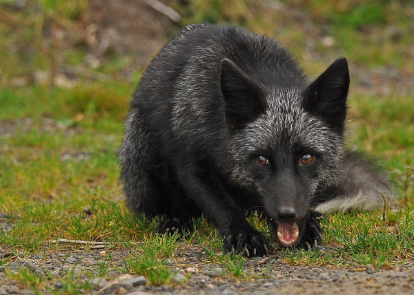 Picture of a Fox