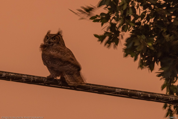 A great horned owl perched on a powerline, ear feathers blurred from the high winds, eyes wide as plates. The sky is brown and orange from the smoke. Leaves from a windswept tree blur in a corner.
