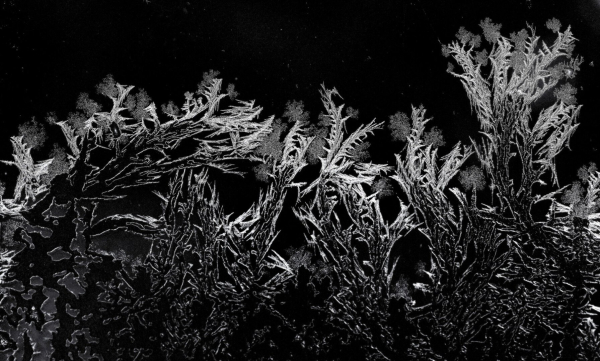 Macro photograph of frost on a window against a black background, translucent in the bottom to white at the top, where the freezing creates vegetal patterns.