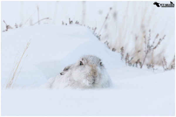 A photo of a mountain hare in its white pelage, sitting in deep snow, with tall grasses around, protruding through the snow. 