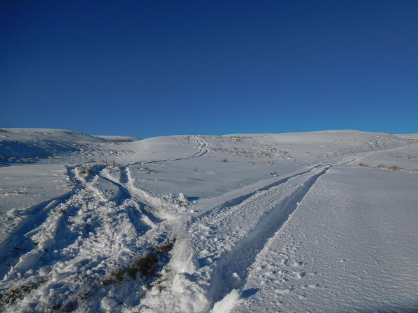 Colour photograph of a snowy slope, rising away from the viewer. There are two sets of quad bike tracks heading up the slope, branching left and right. The sky is a deep clear blue.