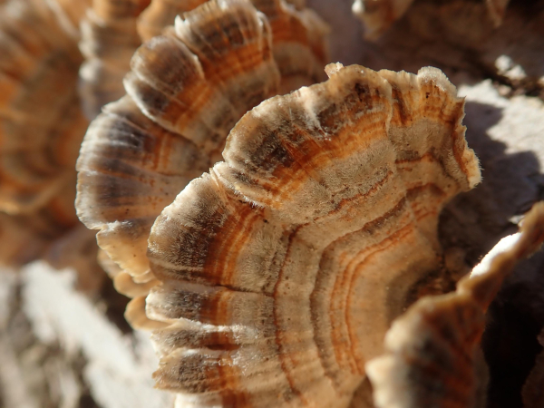 We look down on an array of colorful semicircular fans. They're decorated with thin bands in many hues of brown and orange. Each fan stands erect and is attached to a tree trunk by the fan's "handle". The bands of color emerge from this point of attachment like the crests of the waves produced by plopping a pebble into a stream. The fan's outer edge is ragged and rounded, spreading like a lazy cat's toes. Bright sunshine makes everything warm and cozy.