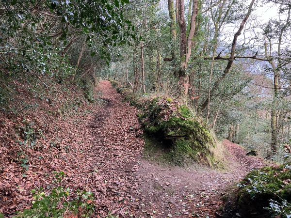 A photo of a fork in a path through woodland. A mossy bank marks the divide. The surface of the paths are littered in red-brown leaves. The only trees holding their glossy green leaves are the hollies.