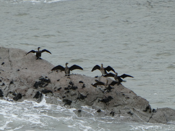 Photo of a ‘gulp’ of cormorants perched on a rock offshore. The large black birds are standing with their wings outstretched, presumably drying them after a dive. The grey sea is calm but breaks white against the base of the rock.