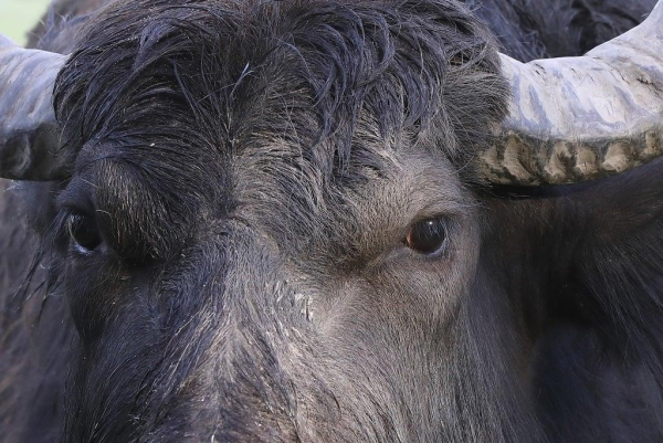 Foot-and-mouth disease has been detected in water buffalo in Germany. (Gerhard Nixdorf/imageBROKER/ Getty Images). 