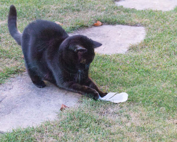 A black cat is playing on the lawn with a white feather.  She prefers to play on the 'stepping stone path' that leads through the garden.