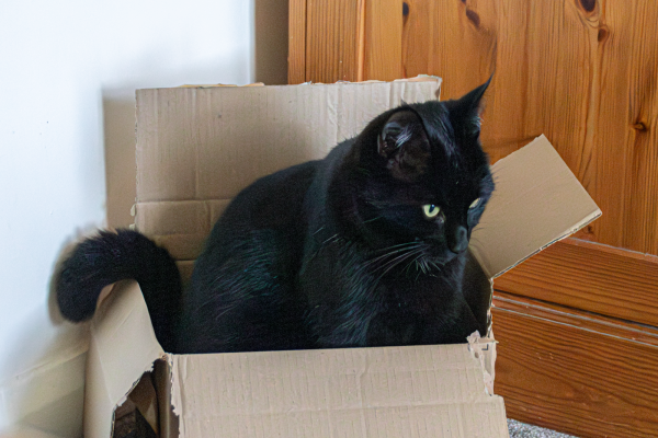 A young black cat is sitting in a cardboard box that is really too small for him with his tail hanging over the back. It's his 'auntie's favourite' box, so he is determined to fit in there, although he can't lie down comfortably in it.