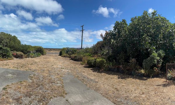 A very dry 'lawn' with thriving bushes and trees surrounding it, caption ‘It makes its own natural rhythm’: Leisa Elliott’s garden near Christchurch, New Zealand. Photograph: Leisa Elliott