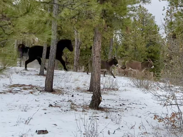 A dark colored horse chasing two donkeys through a snowy pine forest. 