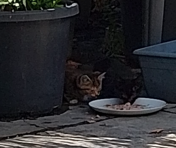 Two tiny kittens eating cat food from a plate