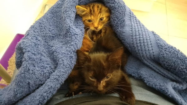 A tiny tabby kitten and a tiny black kitten swaddled in a blue towel, in a bathroom, on a lap.