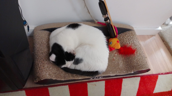 A white and black cat is curled up on a cardboard couch, with a yellow goldfish toy that has a fluffy red tail, beside her. 