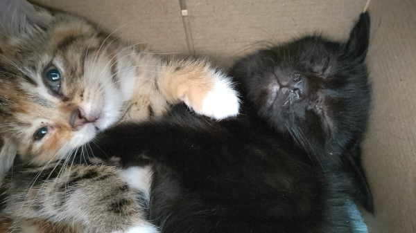 A tiny tabby kitten is curled up with a black kitten in a box, paws around each other, looking up at the camera.