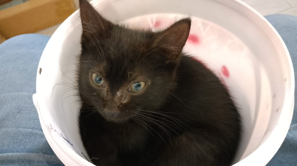 A small black male kitten in a bucket