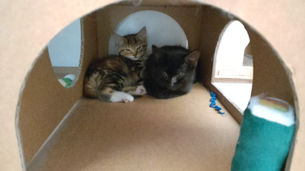 A tiny tabby and a tiny black kitten are resting inside the cardboard palace. Its archway door holes are visible.