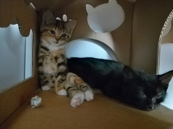 A tiny tabby kitten and a tiny black kitten pretend to be relaxing in a cardboard condo. As soon as I left, they were romping again. 