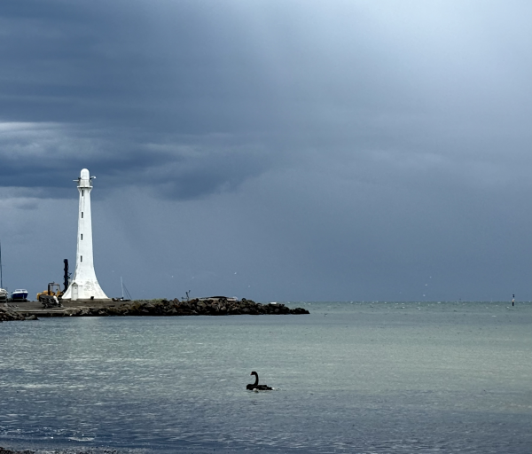 Dense stormy clouds behind a white lighthouse with com Green grey seas and a black swan cruising on the water