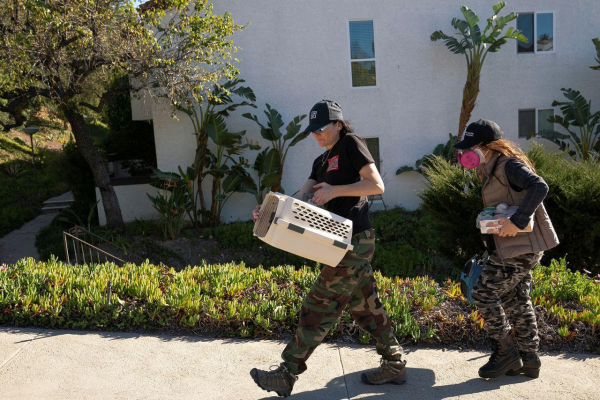 People with Animal Advocacy Network, carry a resident's two cats while retrieving pets for evacuated residents in an area affected by the Palisades Fire near Pacific Palisades in Los Angeles on January 12.
