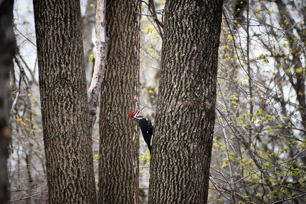 Pileated woodpecker in spring on a tree trunk. The largest of North America’s woodpeckers, pileated are over a foot long with bright red crests and a mostly black body with white stripes on the head and throat. They are big loud and fearless.  